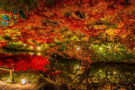 金戒光明寺の紅葉ライトアップ