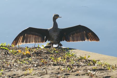 カワウの羽干し