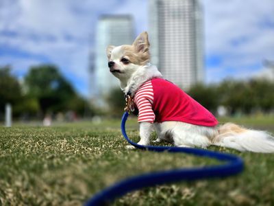 #生きもの_ペット#