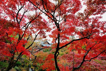 錦秋の古都　真如堂・東福寺・長岡京光明寺