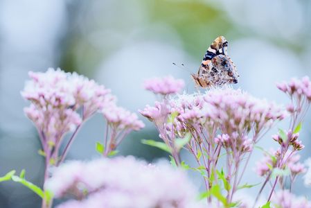 花のまわりの小さな時間