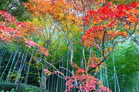 錦秋の京都　天龍寺・竹林の小径・嵐山