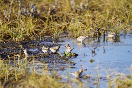 ベニヒワの群れ