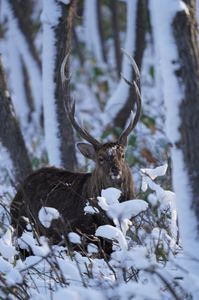 森の主　エゾシカ