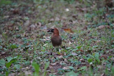 ミヤマカケスの栗拾い