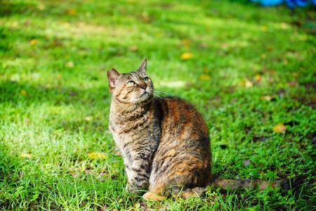 公園猫のギャー子