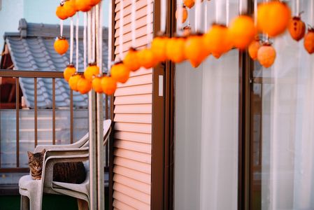 干し柿の番人(=^・^=)