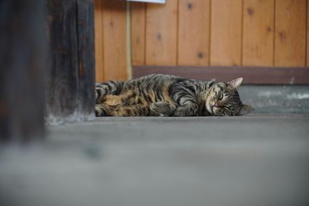 駅舎の中でお昼寝