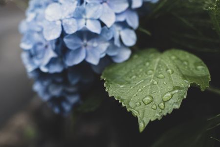 紫陽花と雨露