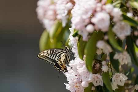 カルミアとアゲハ