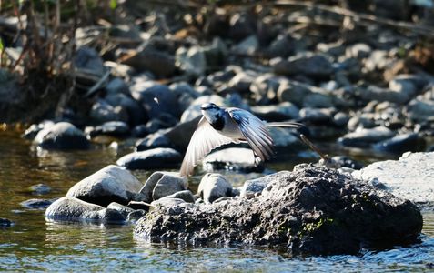 ハクセキレイ獲物を求めて