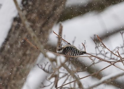 雪中の野鳥たち