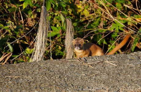 川辺のイタチ