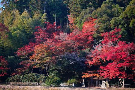 錦秋の里山