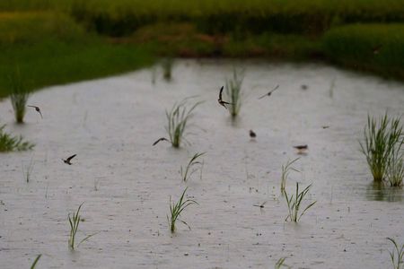 雨が降る、夜の田んぼ