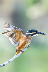 カワセミさんの羽ばたき