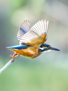カワセミさんの飛び出し