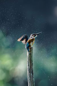 水浴び後の「ブルブル」