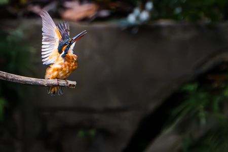 高飛び込みの選手のよう