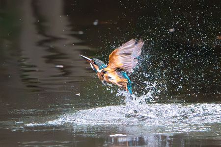 翡翠さんの水浴び