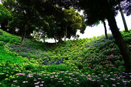 紫陽花の谷