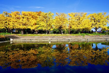 紅葉水面鏡　国営昭和記念公園