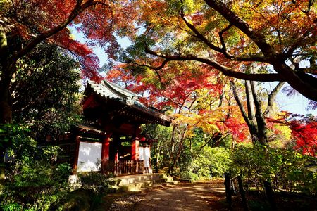 本土寺　紅葉