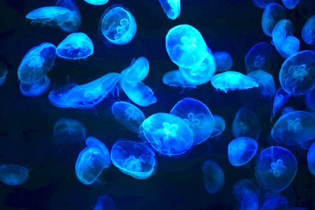 海中イルミネーション