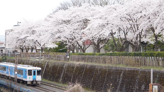 懐かしき風景〜桜に包まれる左沢線〜
