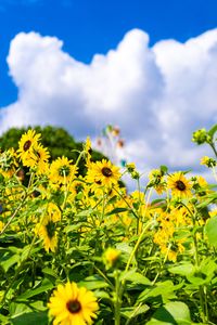 初夏の公園で子供たちを待っている