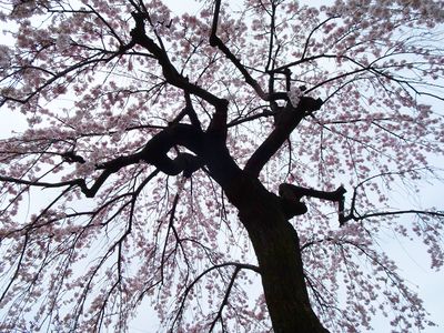 枝垂桜の中