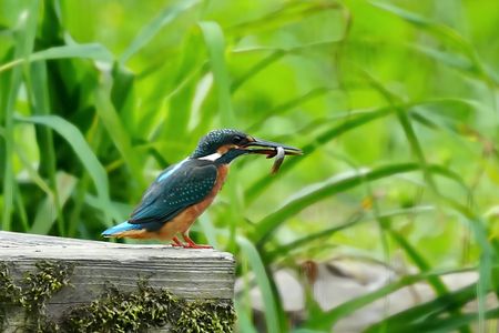 今日のカワセミさん