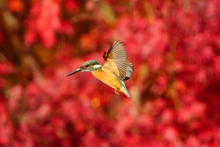 紅葉を背景にカワセミのホバリング