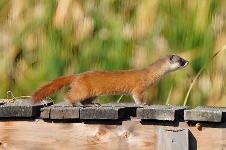 野生のイタチを激写