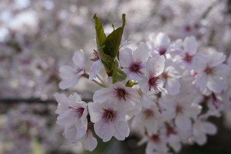 せっかちな桜の葉