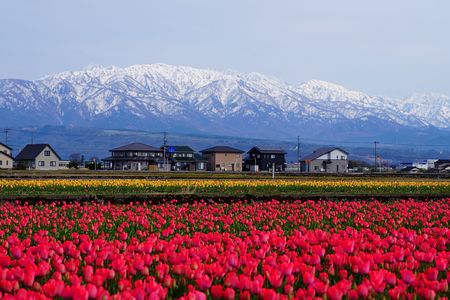 「今から咲いて魅せます」富山県入善フラワーロード会場にて。２０２４年４月１１日（木）