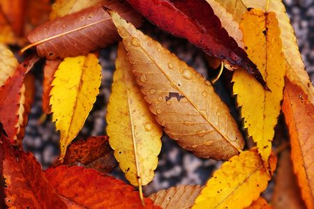 雨降る公園にて🍂💦😸