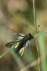 キバネツノトンボ