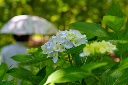 初夏を彩る花々ー鶴舞公園のアジサイロードー