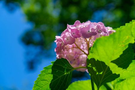 青空に映える紫陽花－鶴舞公園アジサイロードー