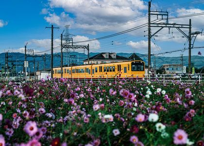 『ゆらり 秋桜』－北勢線 大泉駅－