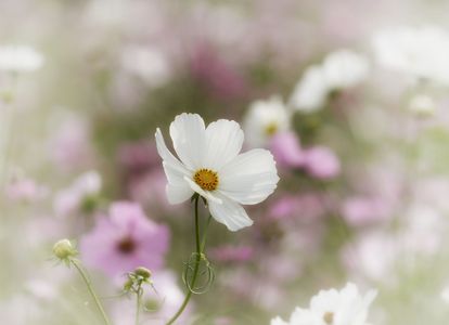 静寂と美しさ...静かな自然の詩