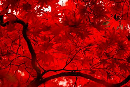 紅葉を見に行こーよー