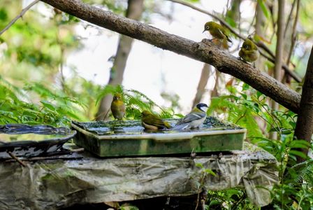 久しぶりの野鳥撮影