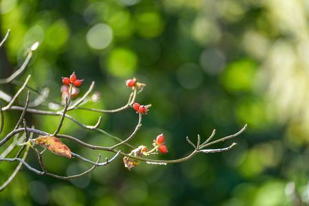 小さな秋見つけた
