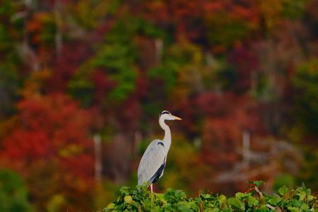 鮮やかな美しい秋を背に#アオサギ#