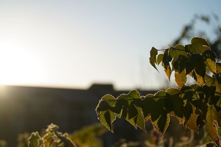霜葉を照らす暖かい朝暘