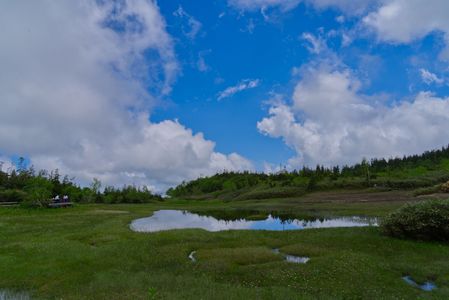 初夏の栂池_浮島湿原