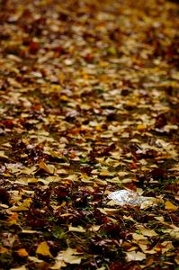 銀杏落葉に煌めく薄氷