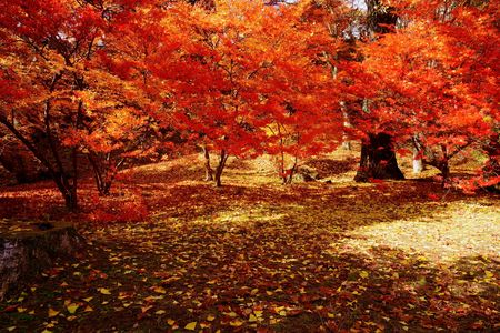 紅と黄で埋め尽くされた風景